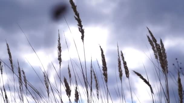 Scenic Footage Field Ears Cloudy Day — Stock Video