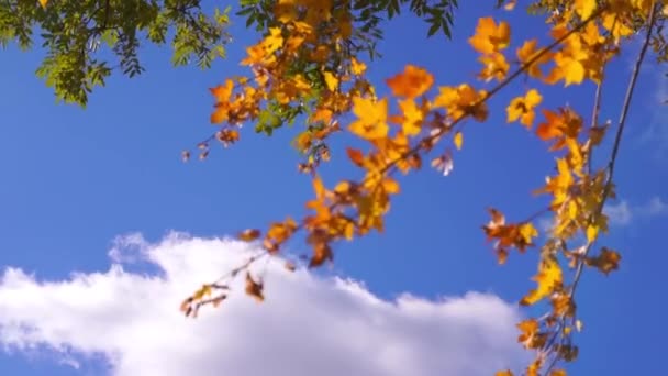 Imagens Cênicas Galhos Árvores Com Folhas Douradas Parque Outonal Frente — Vídeo de Stock