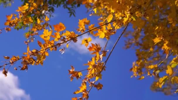 Natursköna Bilder Trädgrenar Med Gyllene Löv Höstparken Framför Blå Himmel — Stockvideo