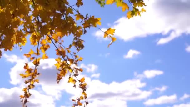 Mavi Gökyüzünün Önündeki Sonbahar Parkında Ağaç Dalları Altın Yaprakların Manzaralı — Stok video