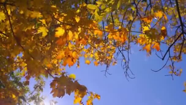 séquences scéniques de branches d'arbres avec des feuilles dorées dans le parc automnal en face du ciel bleu 