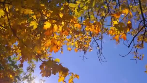 在蓝天前的秋天公园里 有金黄色叶子的树枝的风景镜头 — 图库视频影像