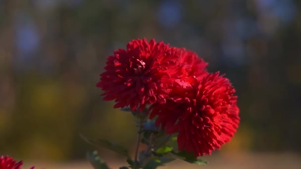 Malownicze Nagrania Pięknych Czerwonych Kwiatów Rozmytym Naturalnym Tle — Wideo stockowe