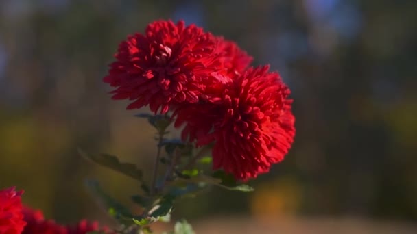 Imágenes Escénicas Hermosas Flores Rojas Sobre Fondo Natural Borroso — Vídeos de Stock