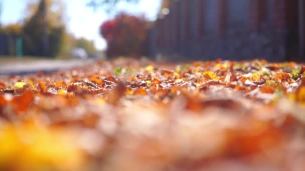 街路樹の美しい落ち葉のクローズアップ映像 ロイヤリティフリーストック映像