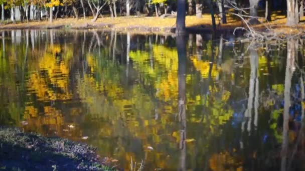 Szenische Aufnahmen Vom Ruhigen See Herbstlichen Park — Stockvideo