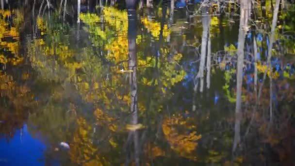 Riprese Panoramiche Del Lago Calmo Nel Parco Autunnale — Video Stock