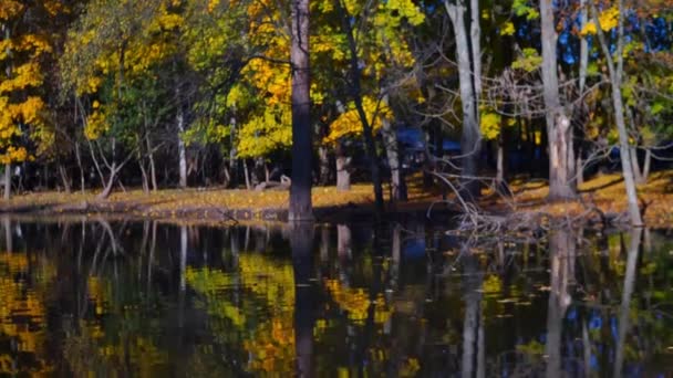Живописные Кадры Спокойного Озера Осеннем Парке — стоковое видео