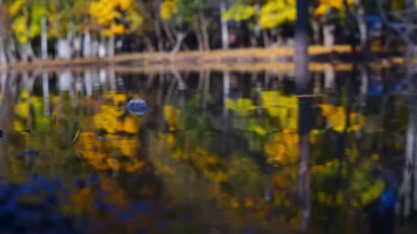 Images Panoramiques Lac Calme Dans Parc Automnal — Video