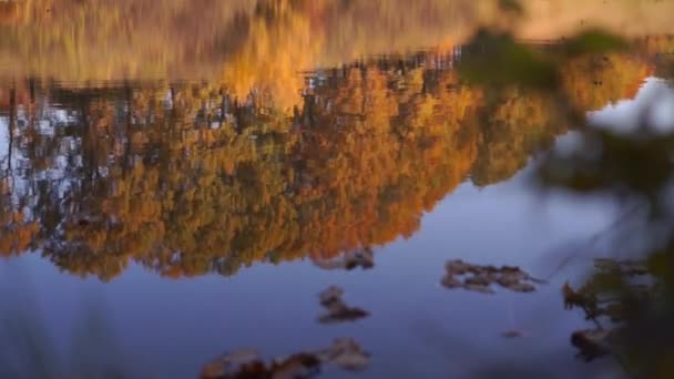 Malebné Záběry Klidného Jezera Podzimním Parku — Stock video