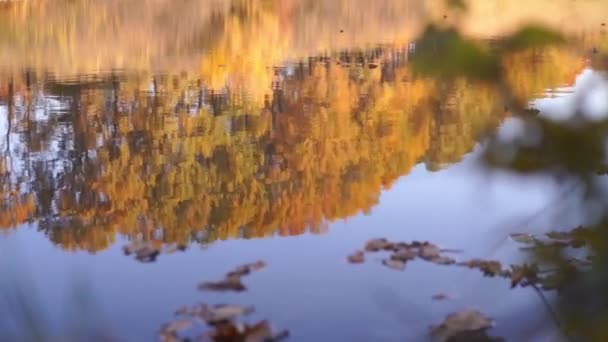 Riprese Panoramiche Del Lago Calmo Nel Parco Autunnale — Video Stock