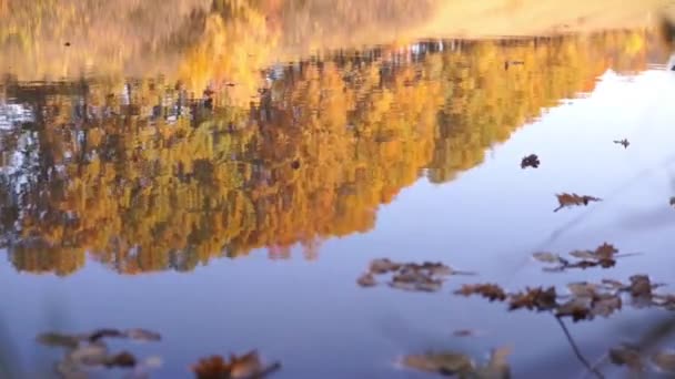 Riprese Panoramiche Del Lago Calmo Nel Parco Autunnale — Video Stock