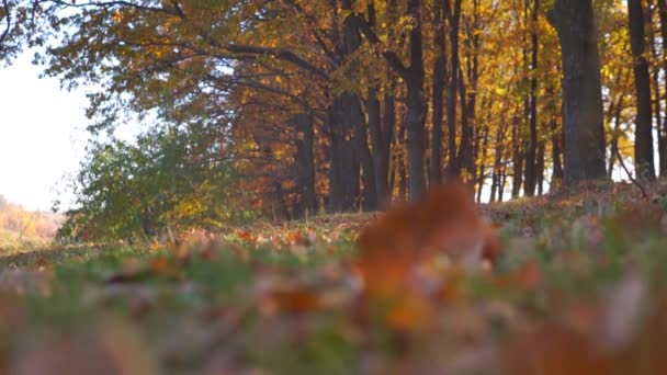 Närbild Bilder Vackra Fallna Blad Gräs Parken — Stockvideo