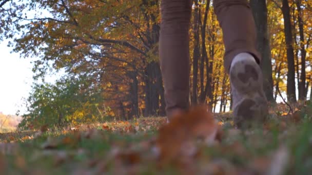 Close Filmagens Belas Folhas Caídas Grama Parque — Vídeo de Stock