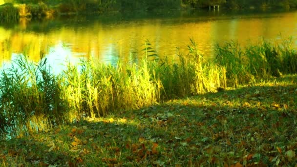 Riprese Panoramiche Del Lago Calmo Nel Parco Autunnale — Video Stock