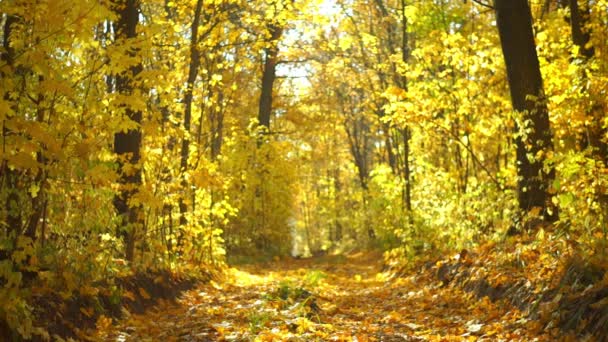 Scenic Footage Trees Golden Leaves Autumnal Park — Stock Video