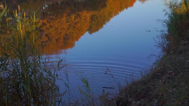 Riprese Panoramiche Del Lago Calmo Nel Parco Autunnale — Video Stock