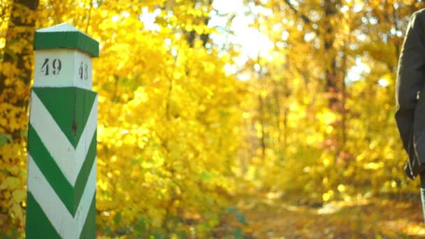 秋天公园里有金黄色叶子的树木的风景画 — 图库视频影像