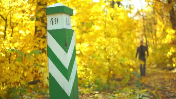 Imágenes Escénicas Árboles Con Hojas Doradas Parque Otoñal — Vídeos de Stock