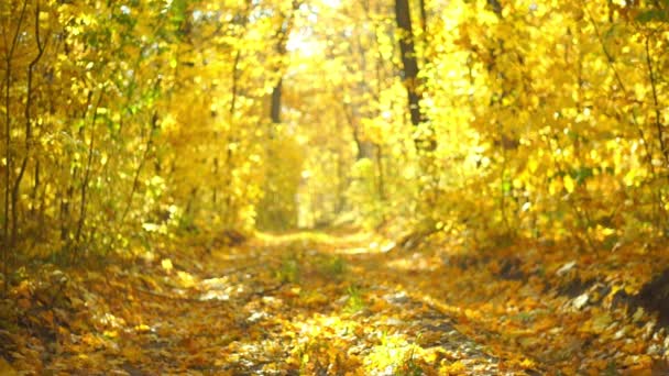 Scenic Footage Trees Golden Leaves Autumnal Park — Stock Video