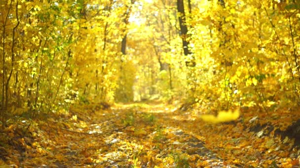 주행성 공원에 황금빛 잎사귀가 나무들의 아름다운 — 비디오