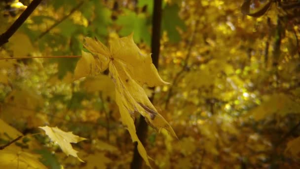 Scenic Footage Trees Golden Leaves Autumnal Park — Stock Video