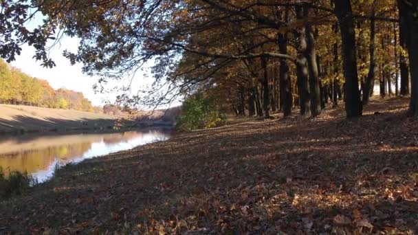 Riprese Panoramiche Del Lago Calmo Nel Parco Autunnale — Video Stock