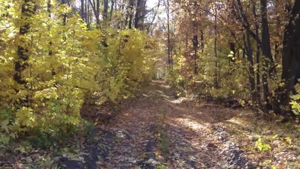 Sonbahar Parkında Altın Yapraklı Ağaçların Manzaralı Görüntüleri — Stok video
