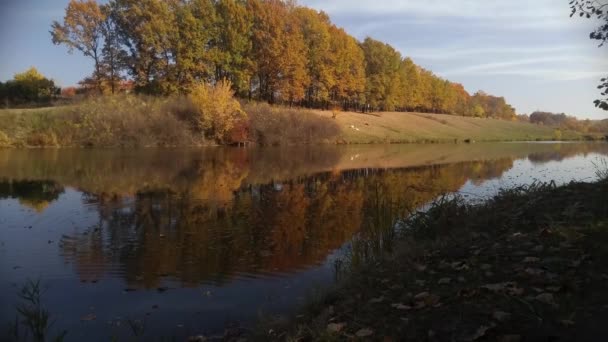 Images Panoramiques Lac Calme Dans Parc Automnal — Video
