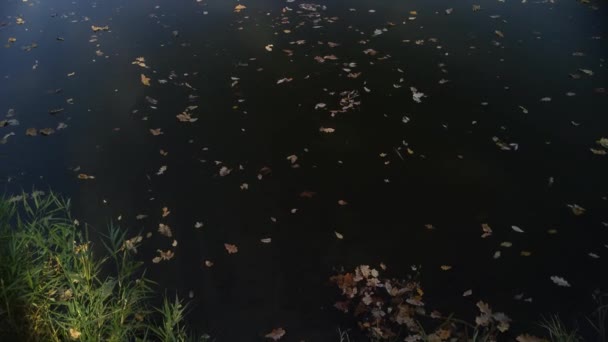 Szenische Aufnahmen Vom Ruhigen Waldsee — Stockvideo