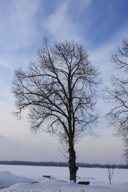 Karlı bir nehir kıyısında verimsiz bir ağaç.