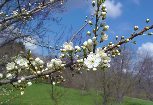 Blooming apple tree branch — Stock Photo, Image