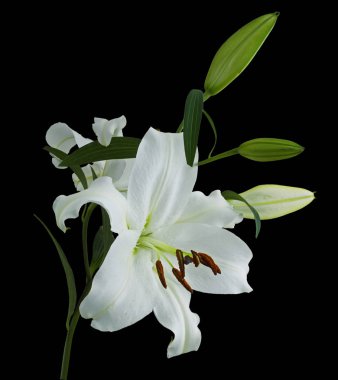 Siyah zemin üzerine beyaz lilyum