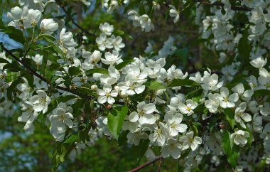 Çiçekli elma dalı