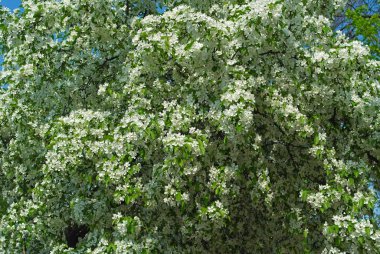 Çiçekli elma dalı