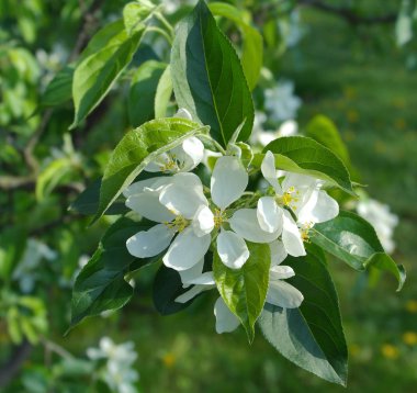 Çiçekli elma dalı