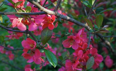 çiçek açan Japonca Ayva ağacı dalı