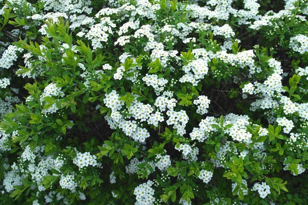 Ramo dell'albero in fiore — Foto Stock