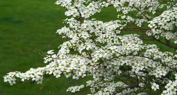 Branche d'arbre en fleurs — Photo