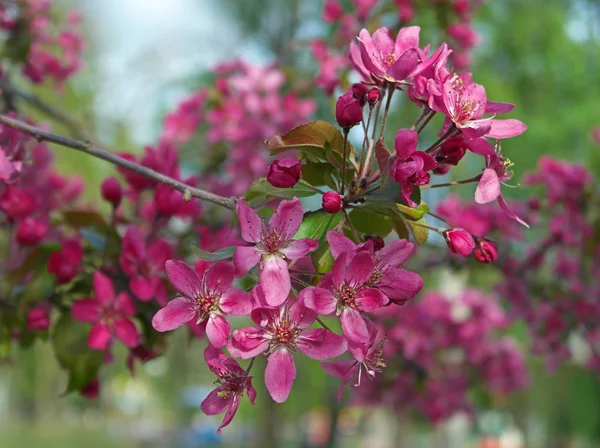 Blooming tree branch — Stock Photo, Image