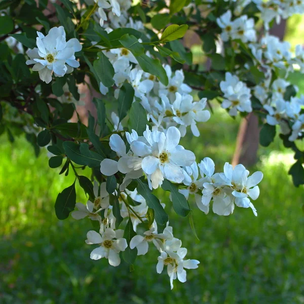 Ramo dell'albero in fiore — Foto Stock