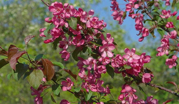 Rama de árbol floreciente — Foto de Stock