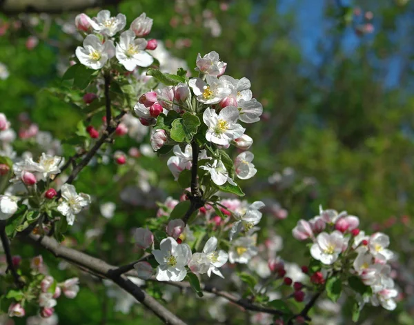 Ramo di melo in fiore — Foto Stock