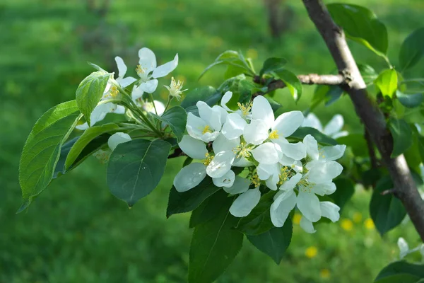 Blooming apple tree branch — Stock Photo, Image
