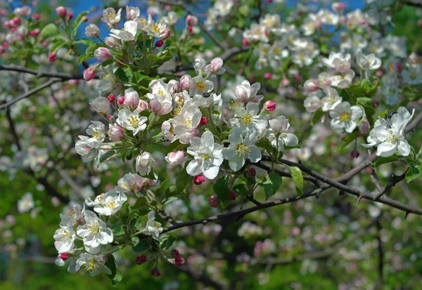 Ramo di melo in fiore — Foto Stock