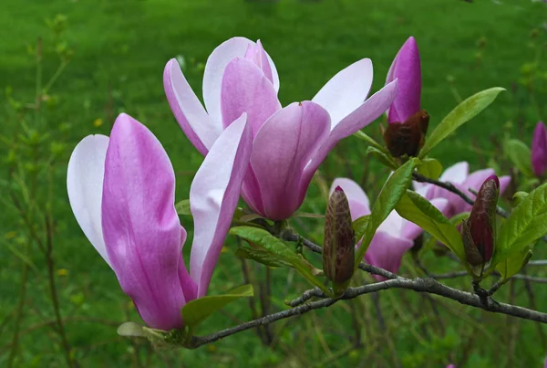 Blommande magnoliaträd — Stockfoto