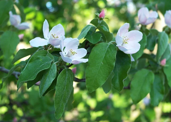 Ramoscello di mele cotogne in fiore — Foto Stock