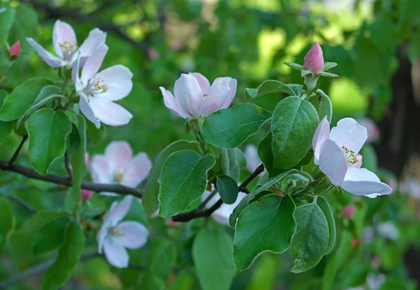 Ramoscello di mele cotogne in fiore — Foto Stock