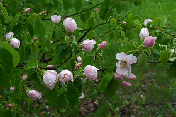 Rama de árbol floreciente — Foto de Stock