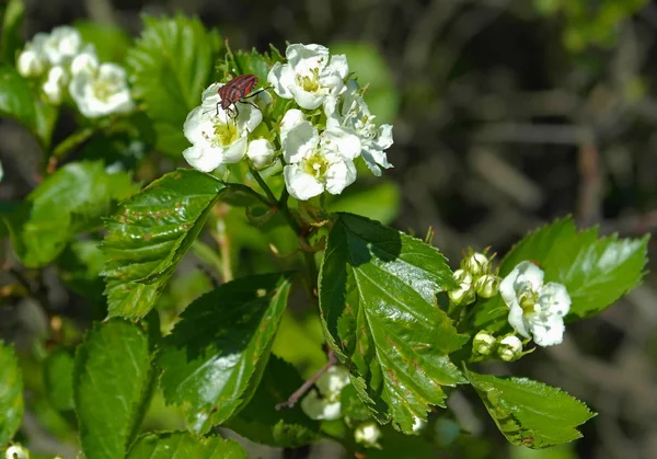 Ramo Dell Albero Fiore Con Bug — Foto Stock